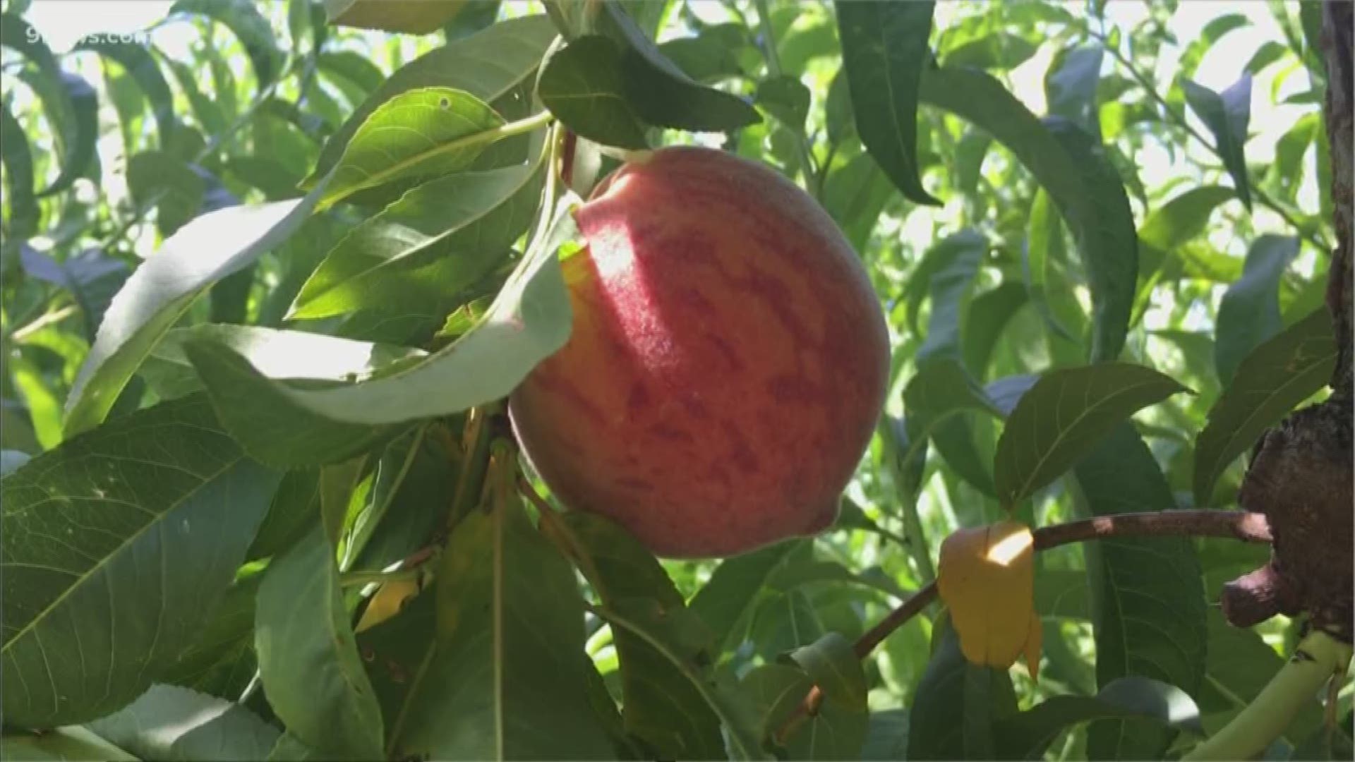 Crops around Colorado are still catching up after a cold and wet spring has shifted the calendar for some of the state's top treats.