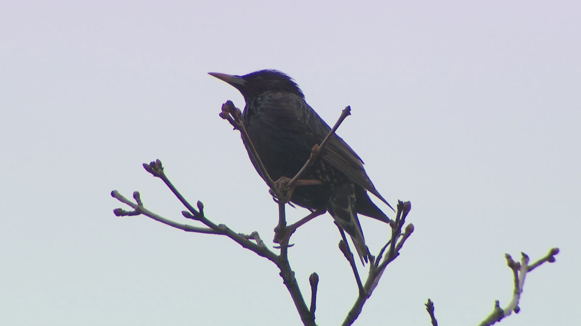 Littleton apartment tenants describe persistent bird infestation