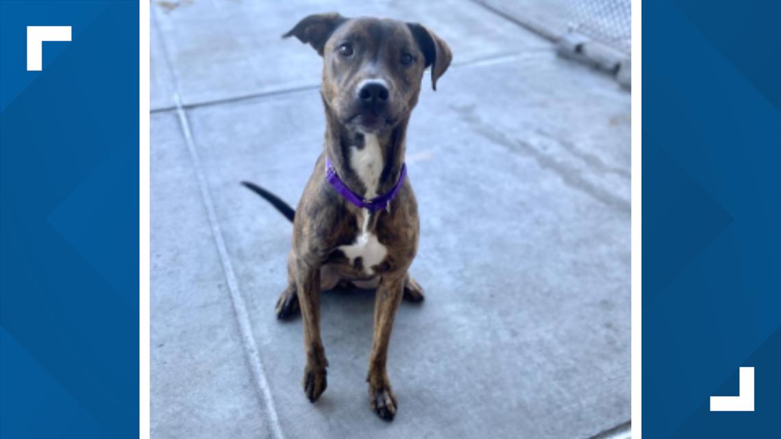 Denver Animal Shelter offering holiday adoption deal