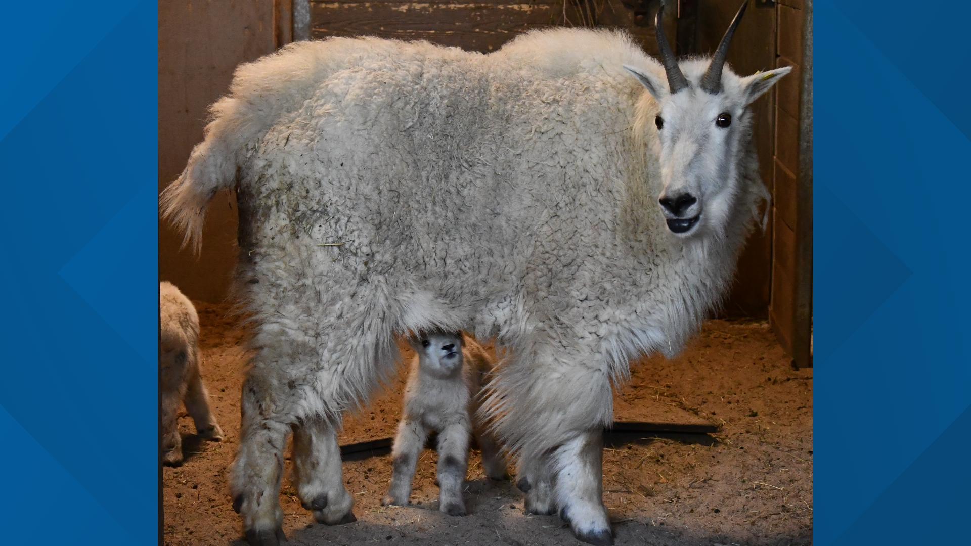 Rocky Mountain goat babies born at Cheyenne Mountain Zoo | 9news.com