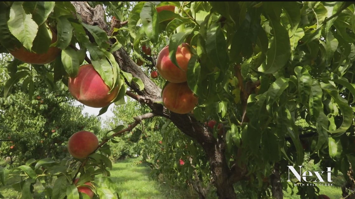 Colo. farmers say they need an act of Congress to find workers - Vimarsana News
