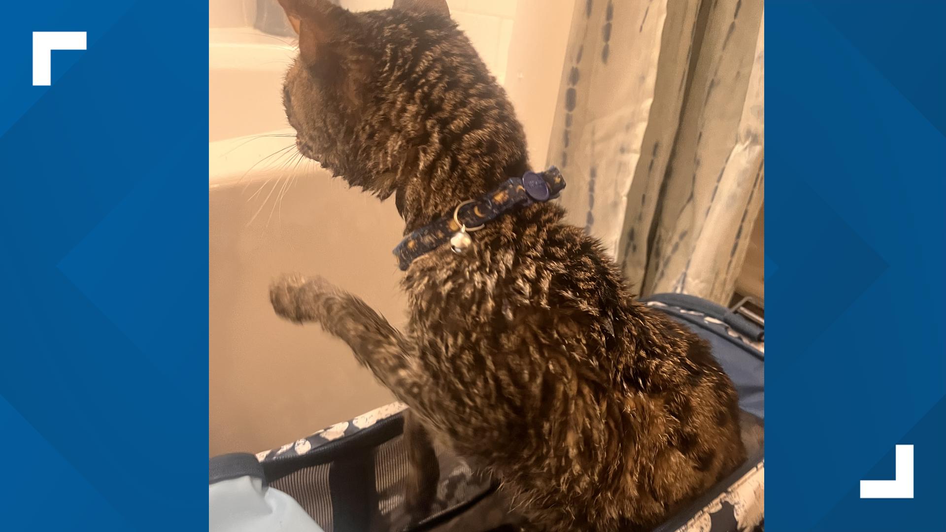 Cat reunites with owners after Colorado wildfire escape