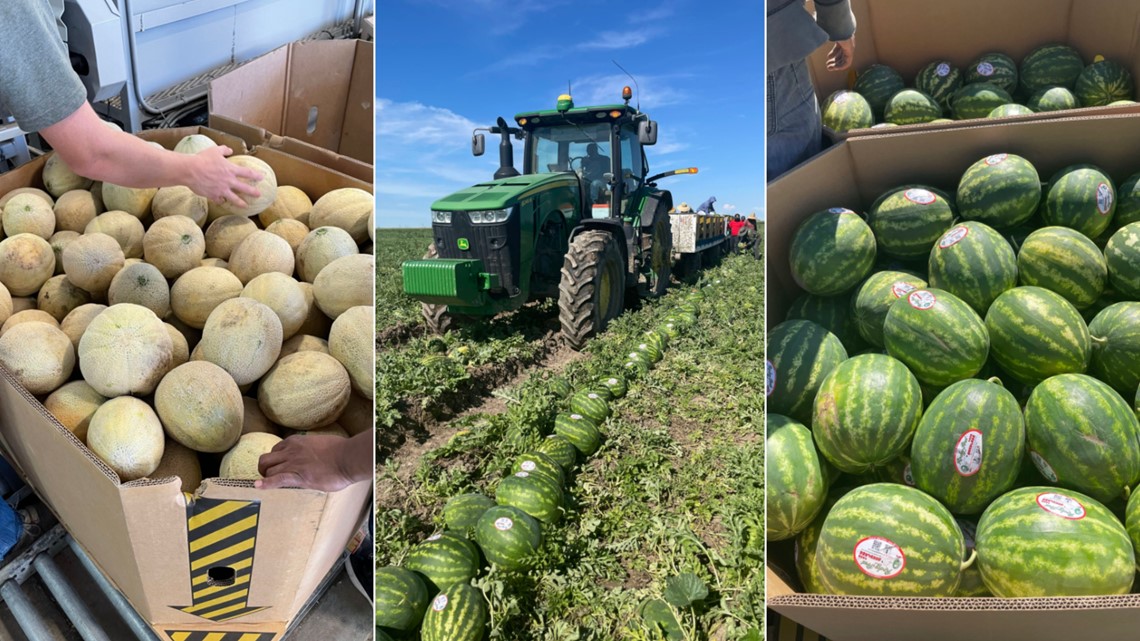 'Sweetest' Rocky Ford melon crop in years is here