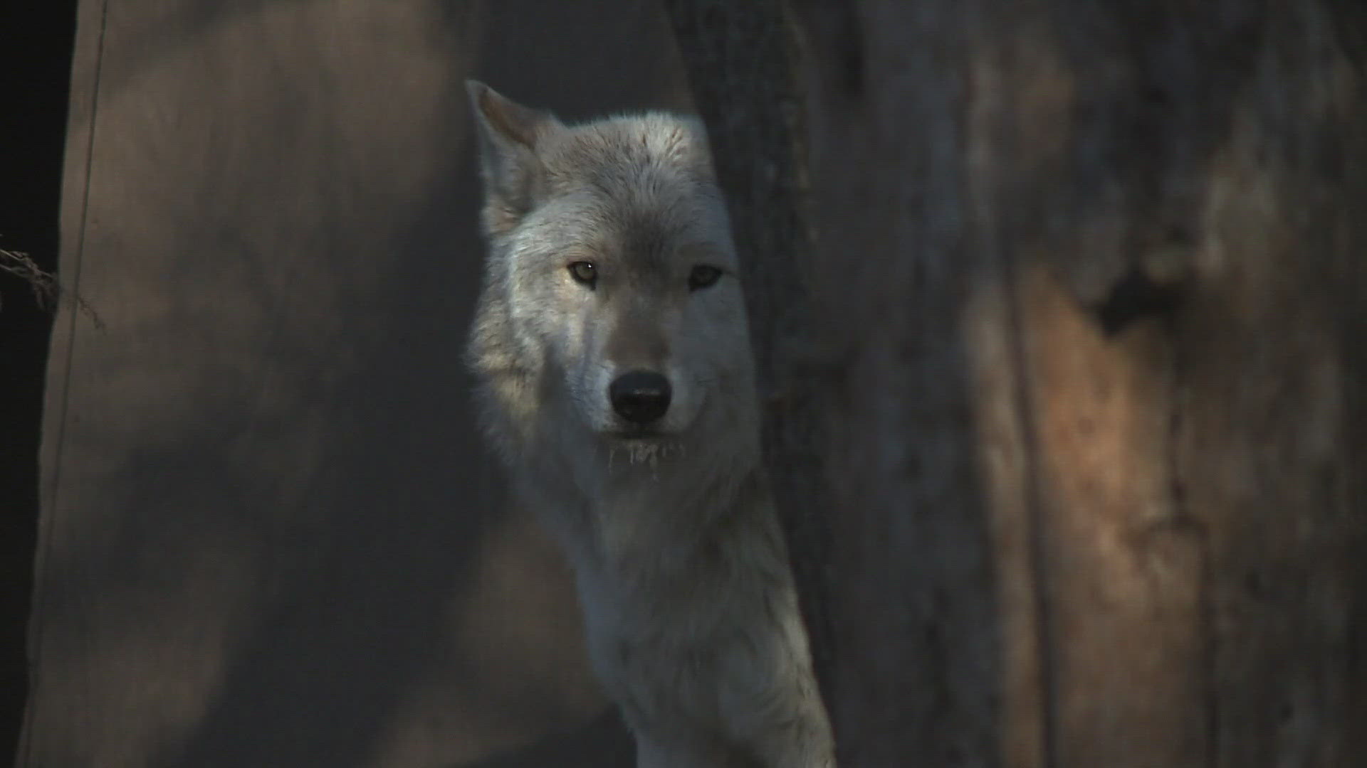 CPW recommends commission pay $340,000+ to 2 ranchers for wolf related ...