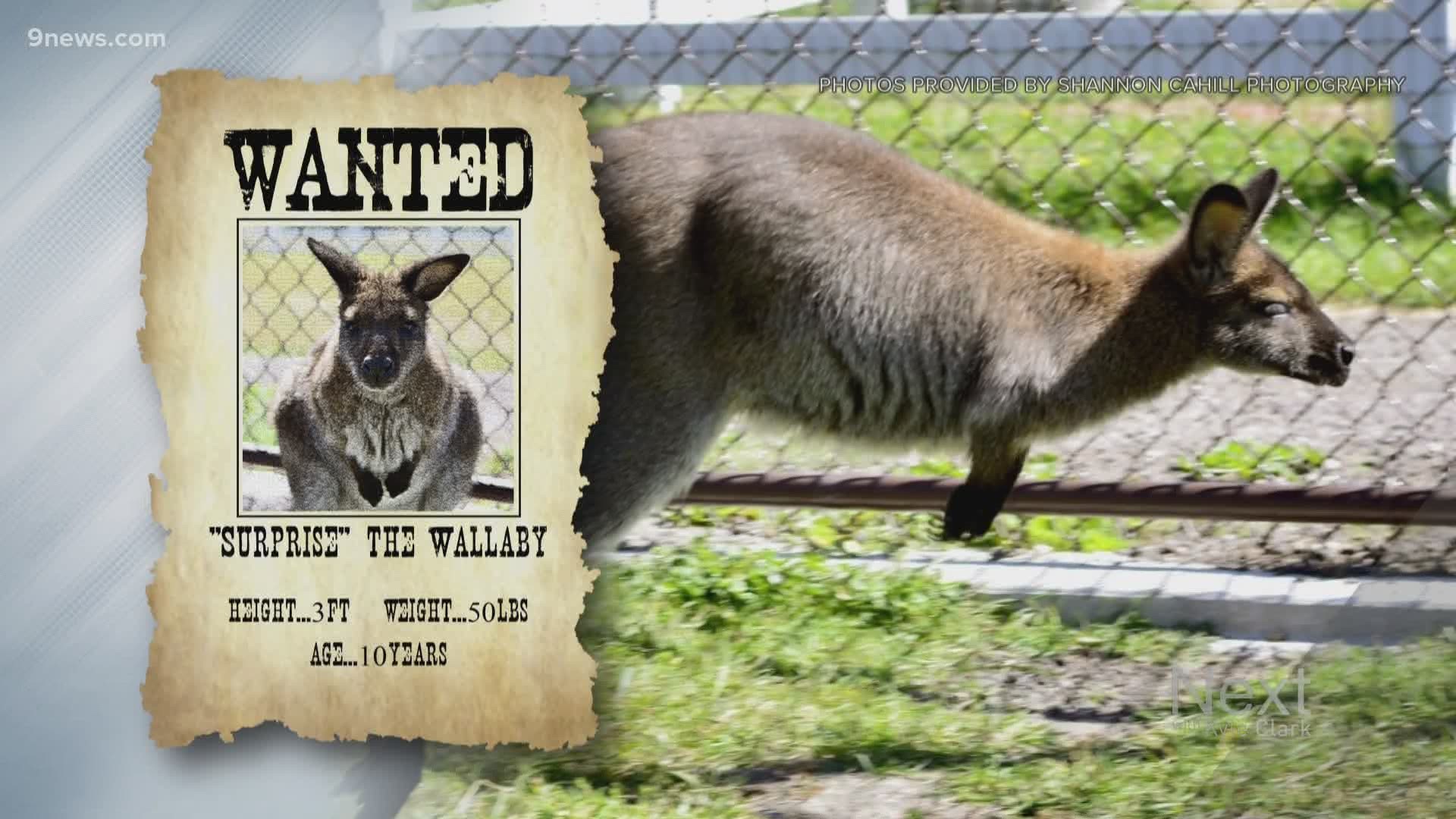 "Surprise" the wallaby escaped from the Zoology Foundation in Larkspur more than two weeks ago.