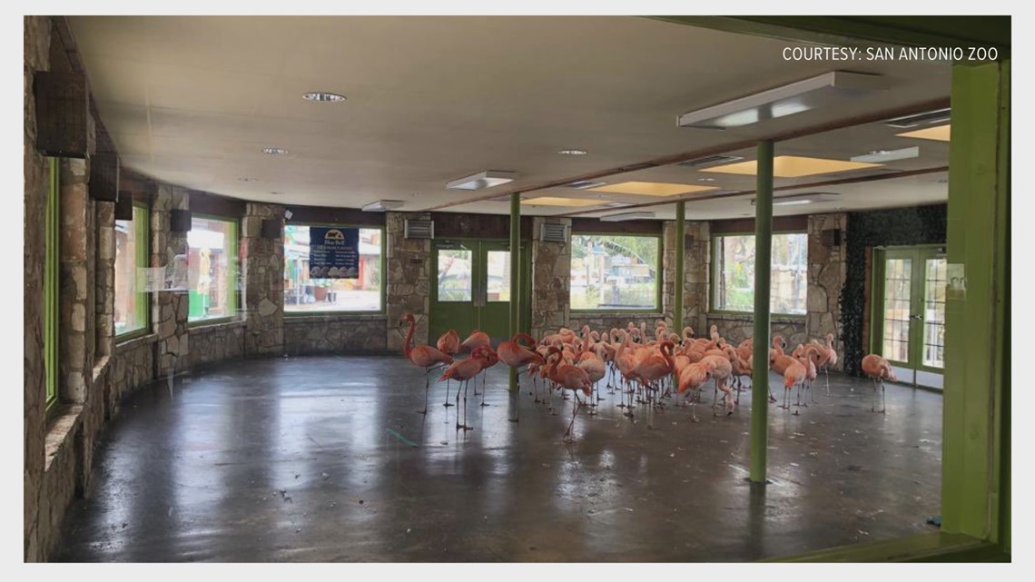 San Antonio Zoo finds creative ways to keep animals warm - Vimarsana News