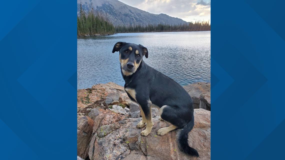 Dog reunited with owner after 5 days lost in Colorado mountains