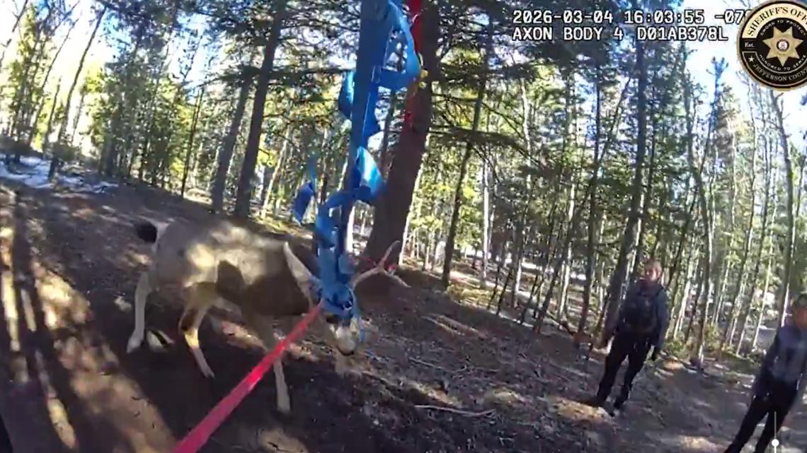 The deer became tangled in a slackline course in Conifer back in March.