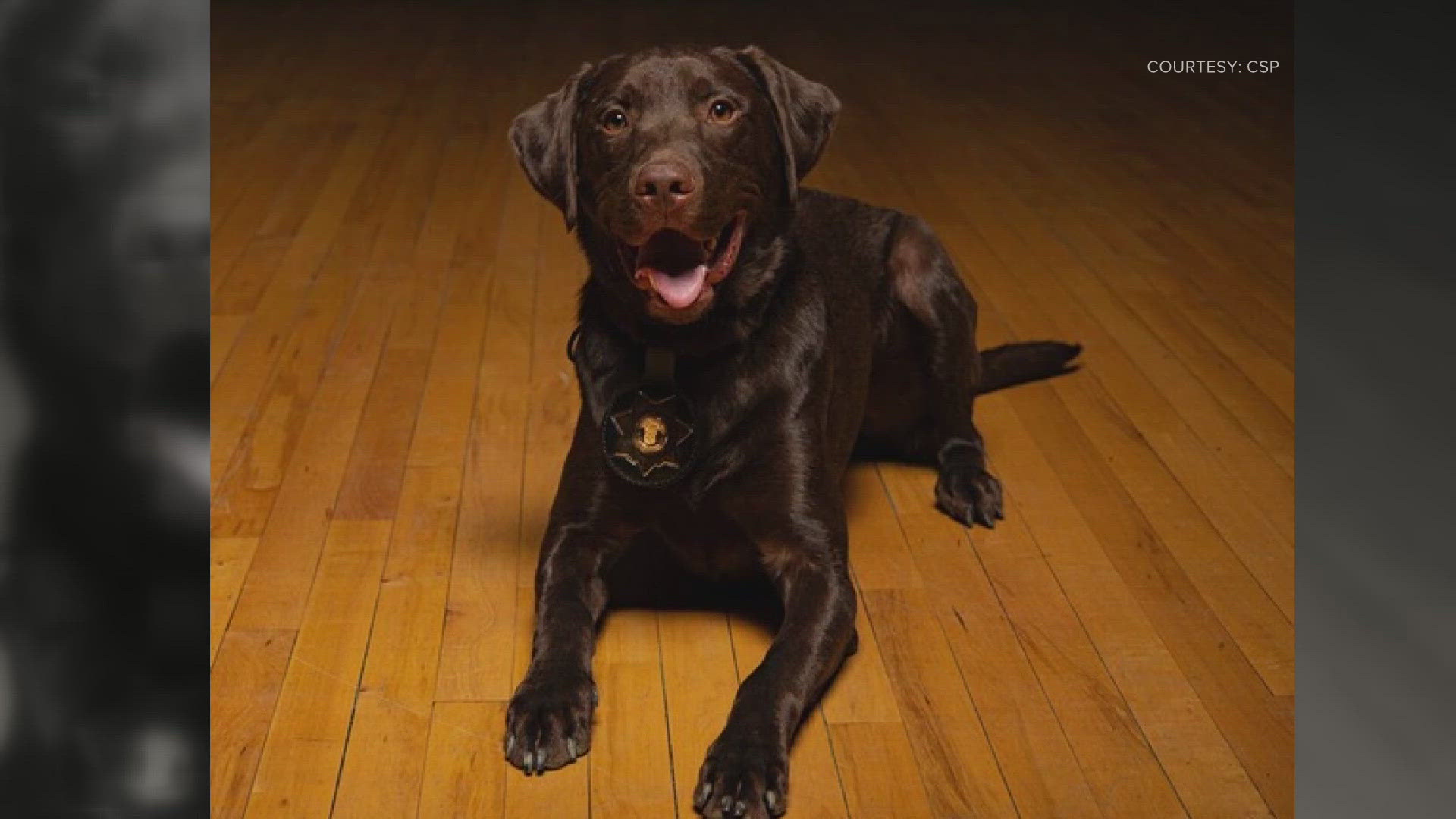 The newest addition is a furry friend and joined the team to detect explosives.