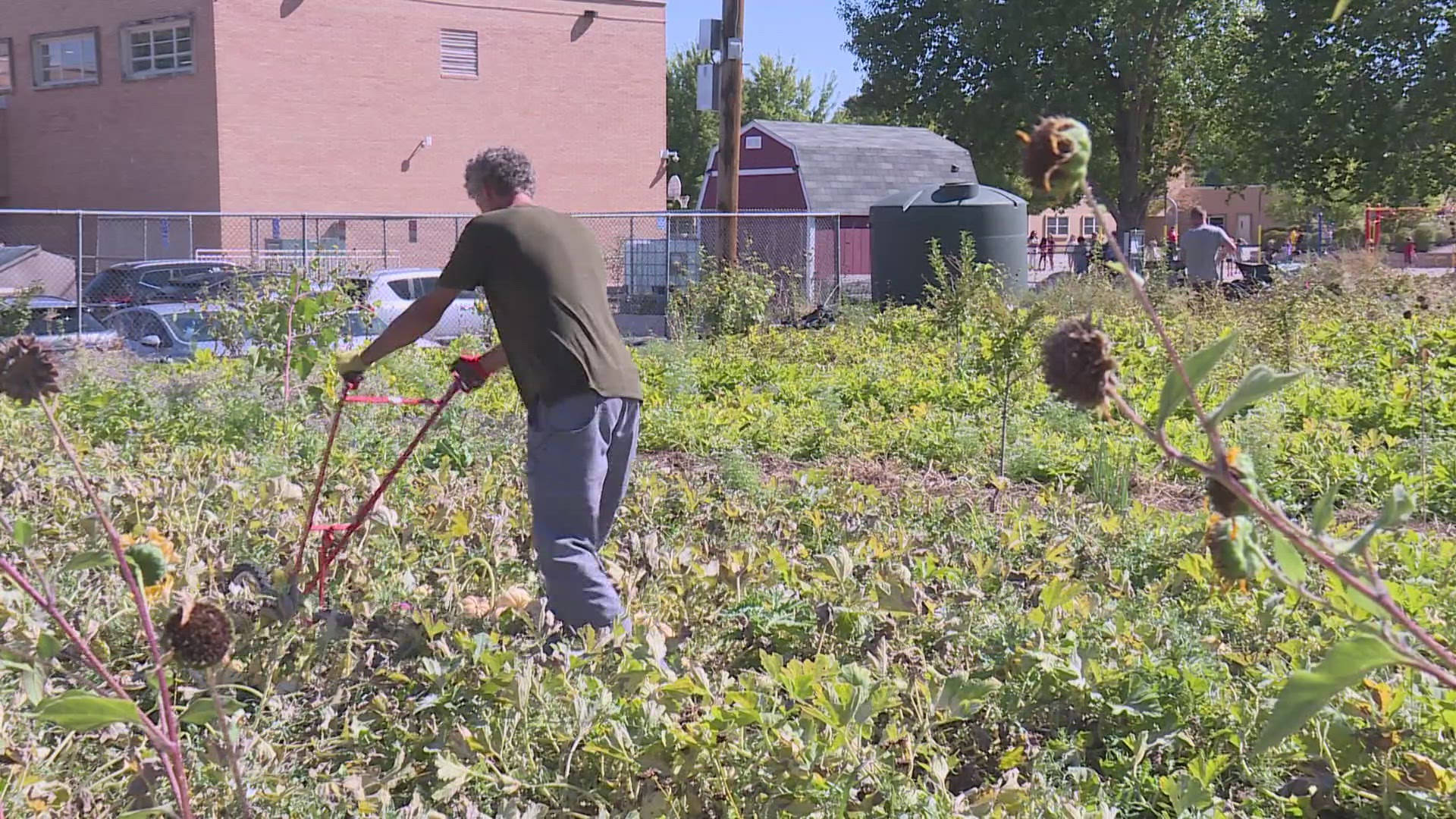 More than 200 schools in Denver Public Schools receive fruits and vegetables from the district's greenhouses. Students also learn how to grow their own food.