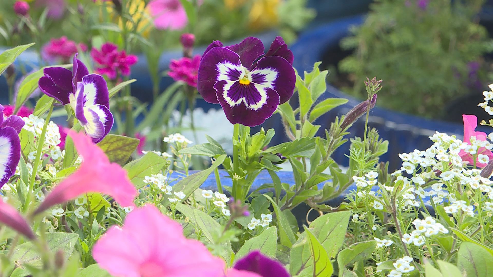 Planting is well underway in the garden. Here are some tasks you need to be doing now.
