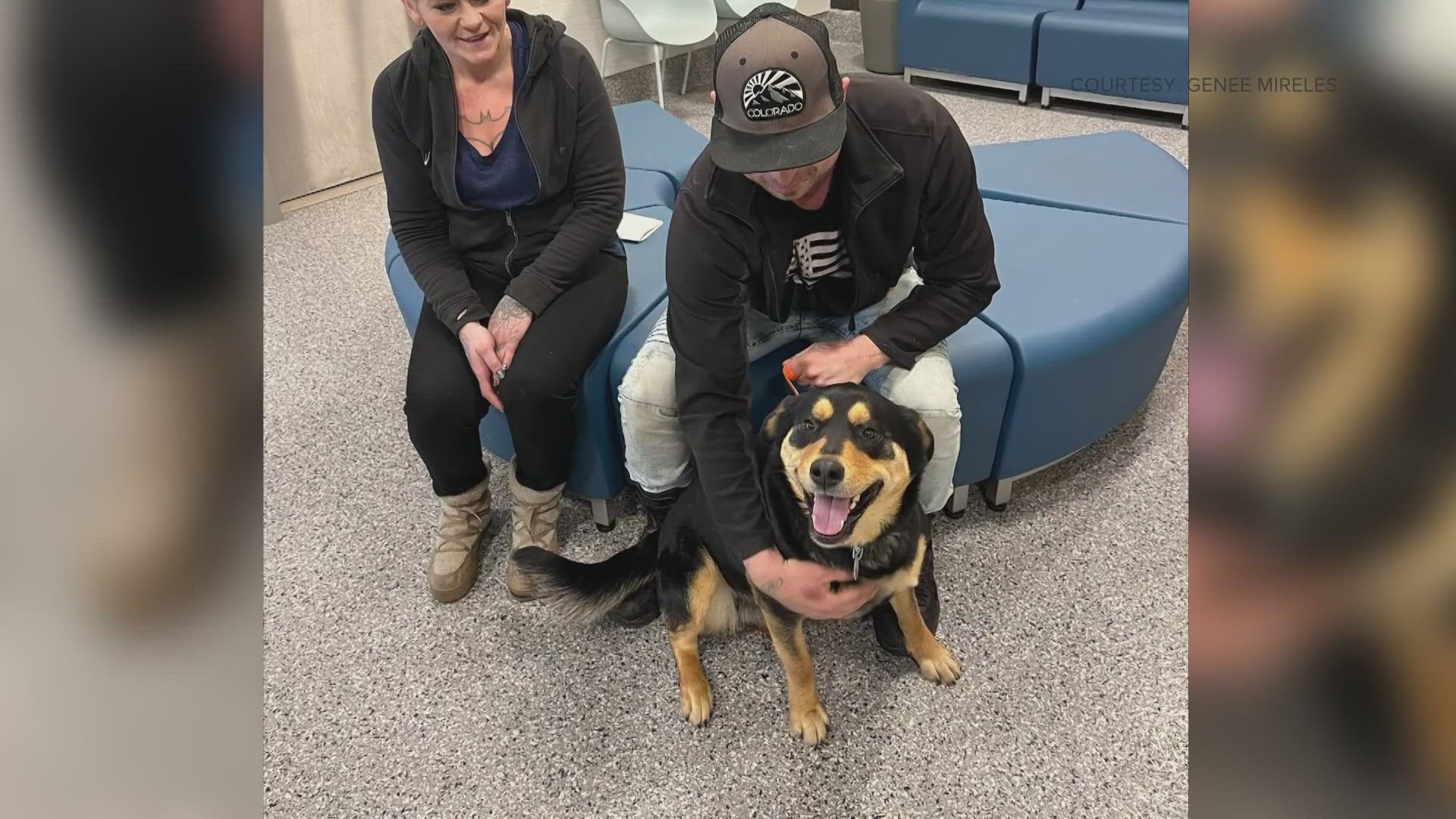 Man reunites with lost dog after she was spotted riding RTD bus | 9news.com