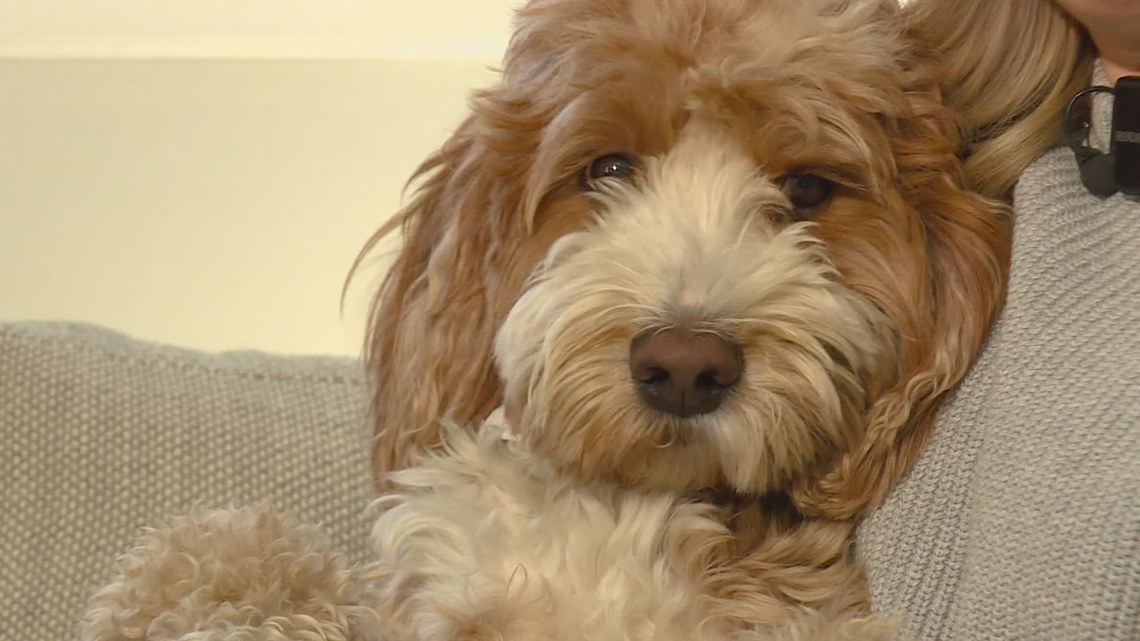 Colorado lawmaker introduces bill to establish pet custody standards in divorces