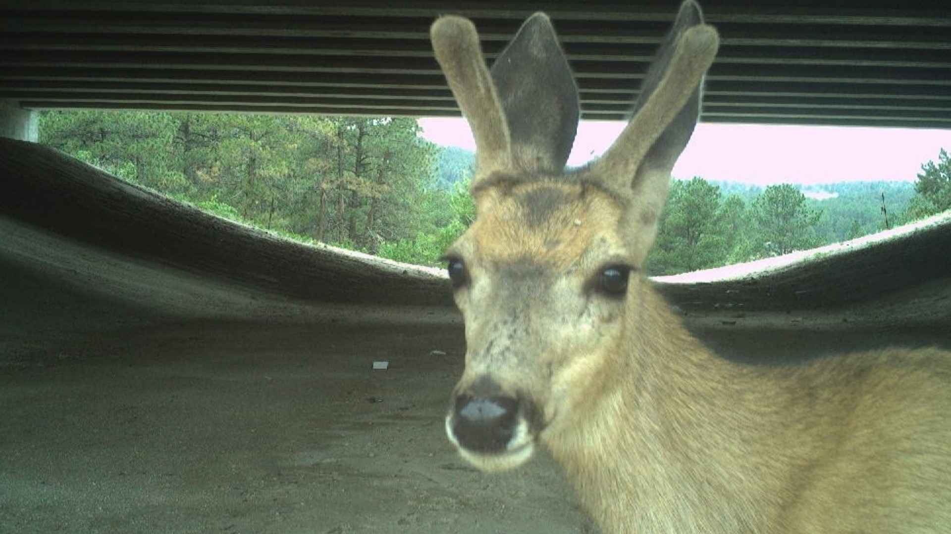 The First Wildlife Crossing along I70 is Open!