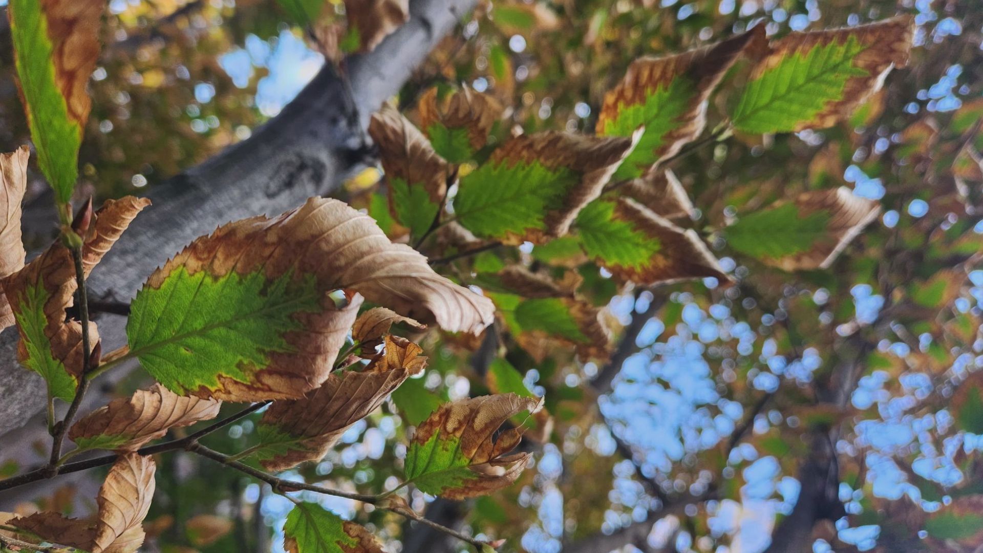 Leaves with green centers and brown edges are not a sign of an early fall. 9NEWS Garden Expert Rob Proctor gives tips on how to spot and care for stressed trees.