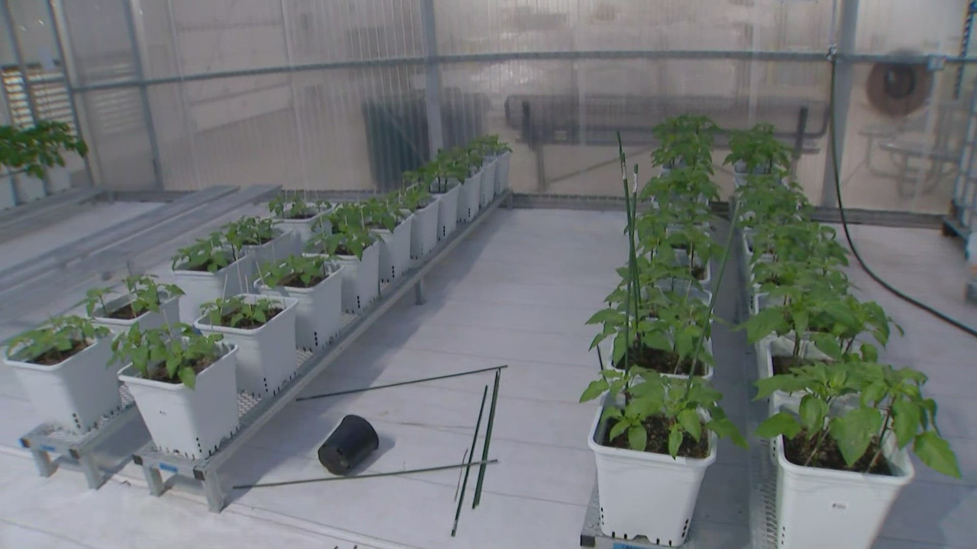 The school district uses a greenhouse to grow food year-round, producing thousands of pounds of food for school cafeterias.