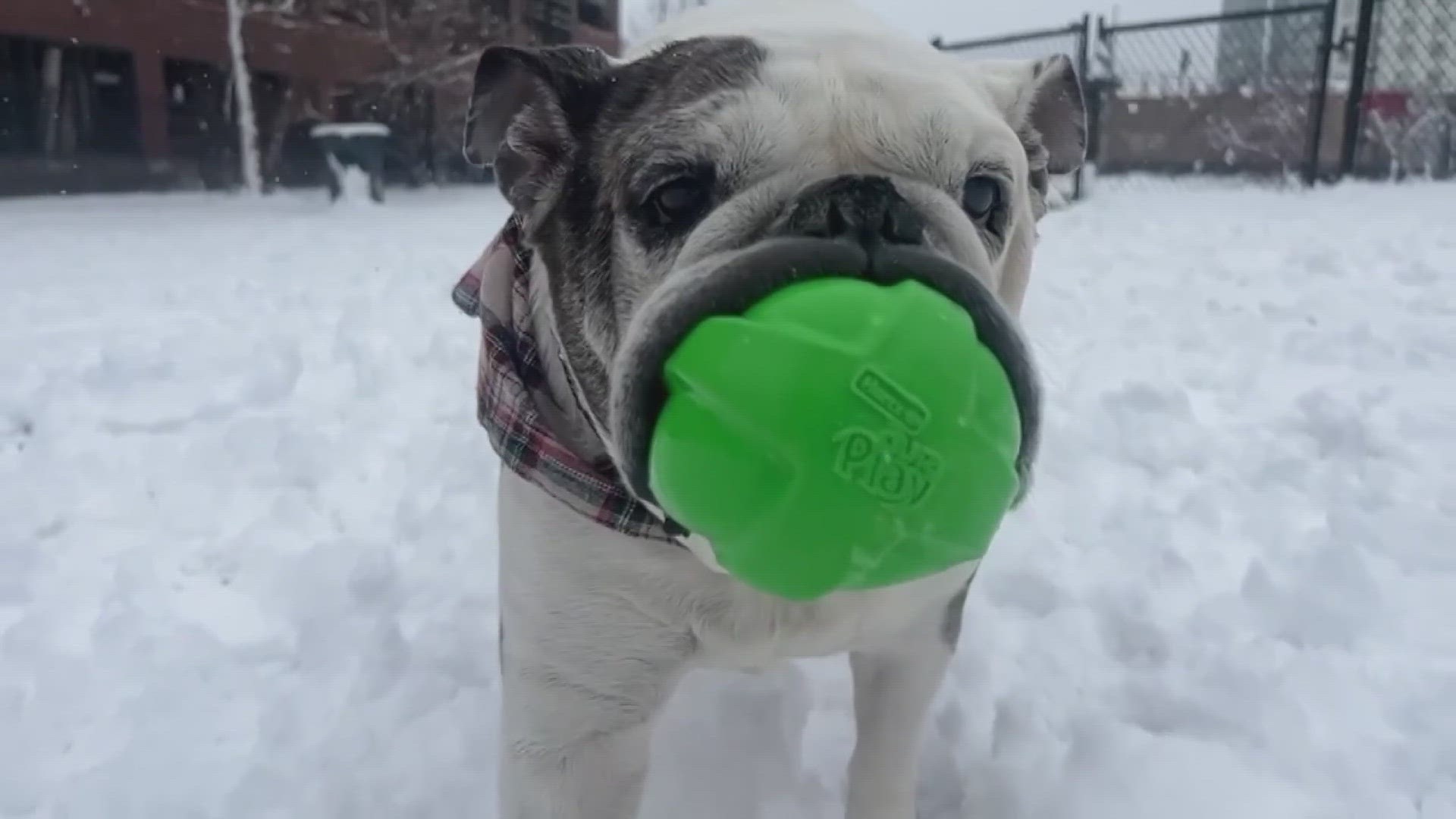 Snow keeps falling throughout Colorado as a snowstorm moves into its second night — and dogs are loving it.