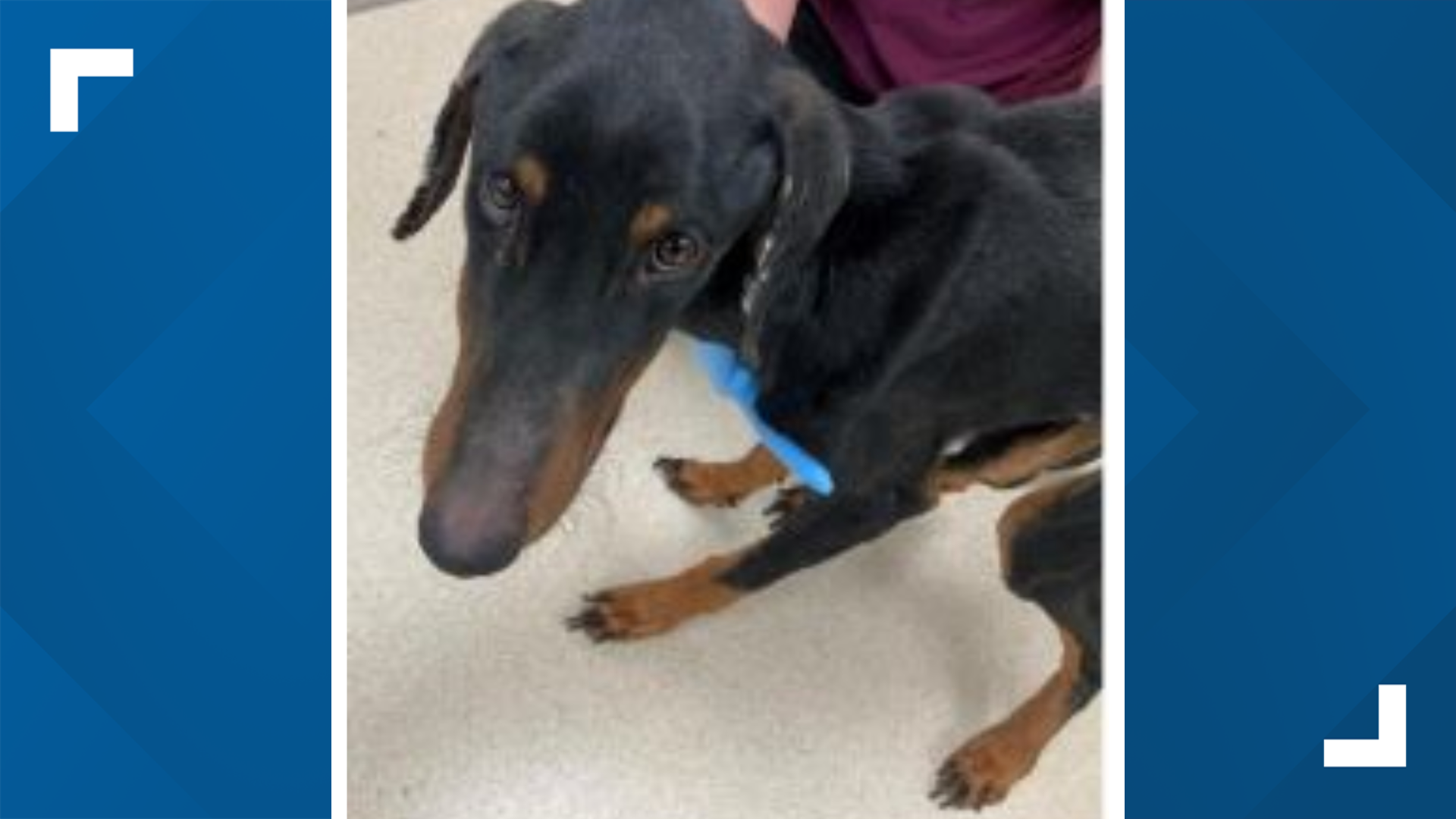 Emaciated dog found in Colorado city | 9news.com