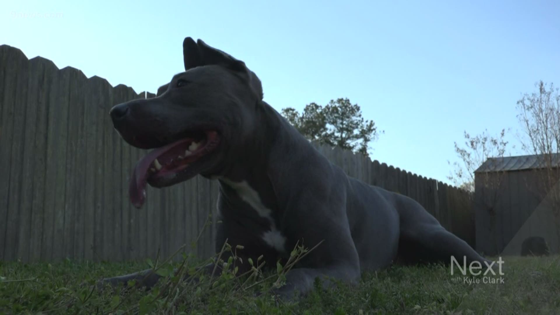 Denver banned pit bulls in 1989 amid concerns the dogs were disproportionately aggressive and violent.