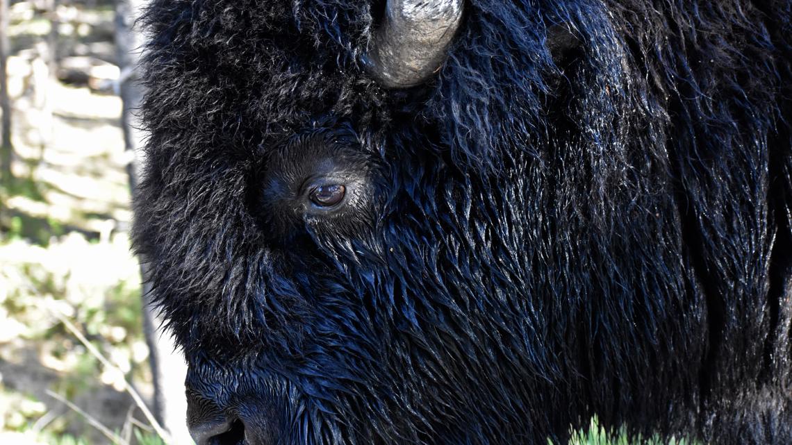 Florida Man Gored by Bison in Yellowstone National Park