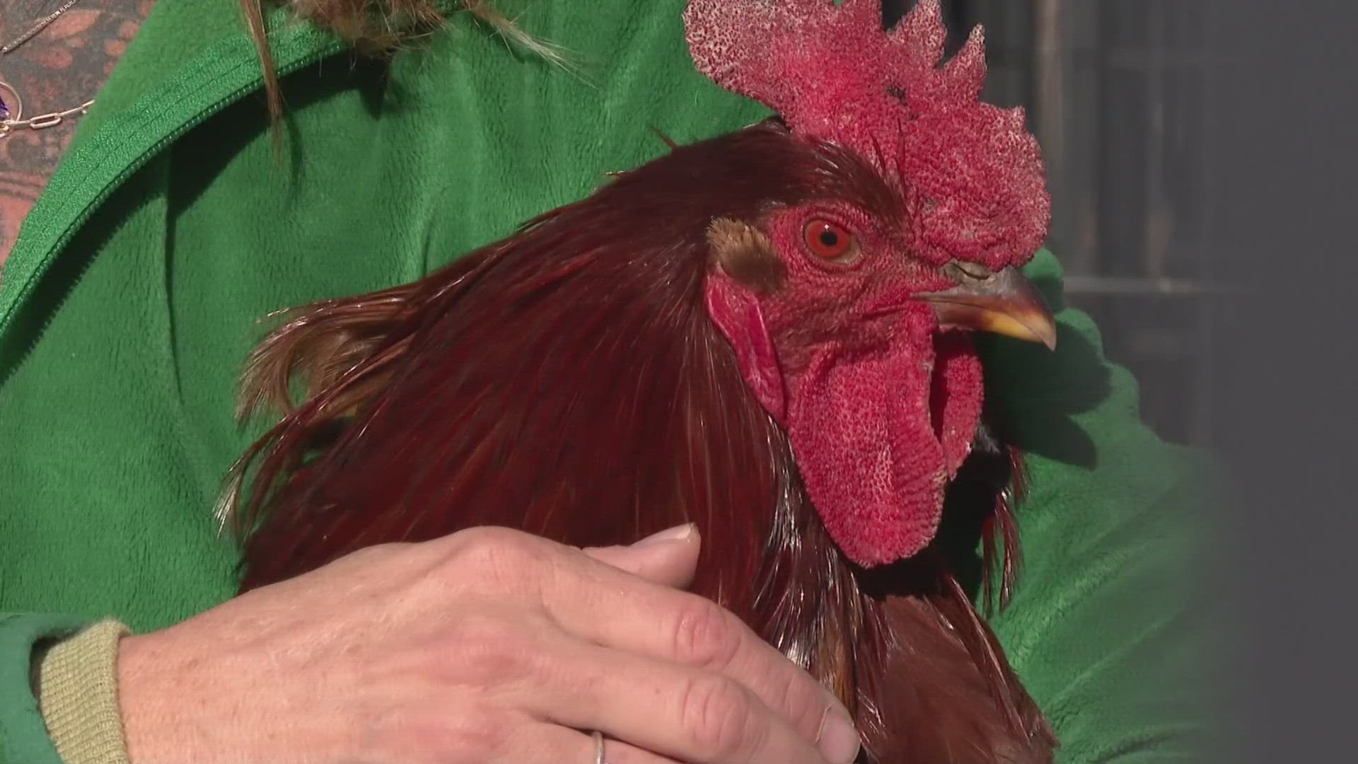 Rescues and animal sanctuaries in Colorado are overwhelmed with roosters, which are illegal in Denver, because baby chicks are hard to gender.