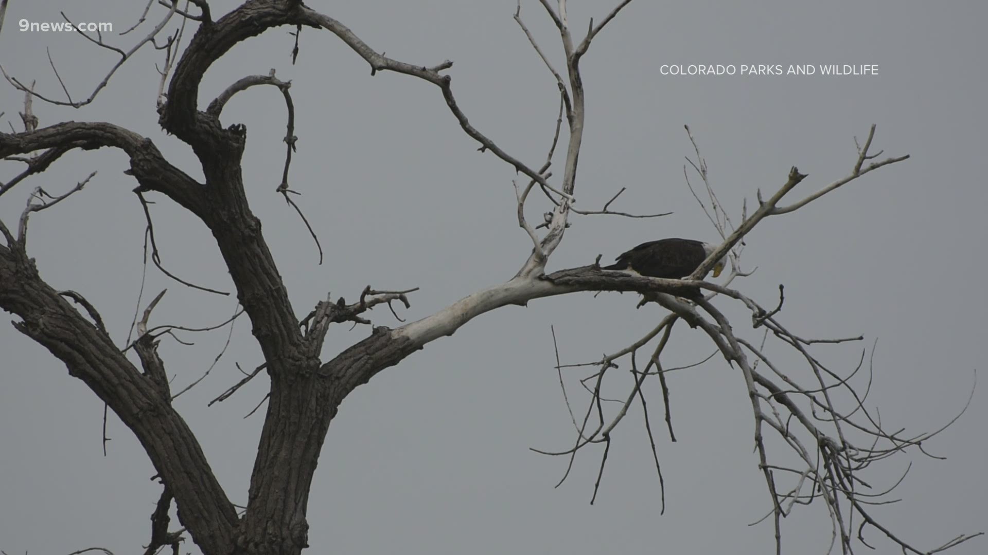 Colorado Parks and Wildlife begins its 4-year project study. It's tracking the eagle population and watching how the birds respond to rapid development.