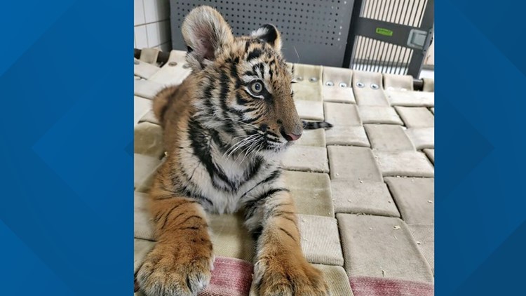 ABQ BioPark Helps to Rescue Tiger Cub — City of Albuquerque