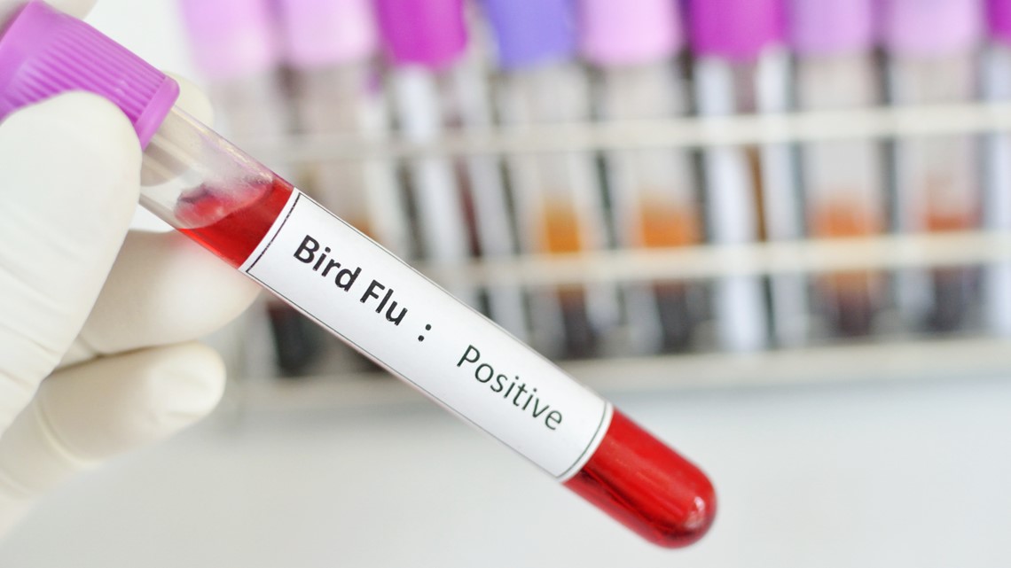 Bird flu found at Foothills Animal Shelter - 9News.com KUSA