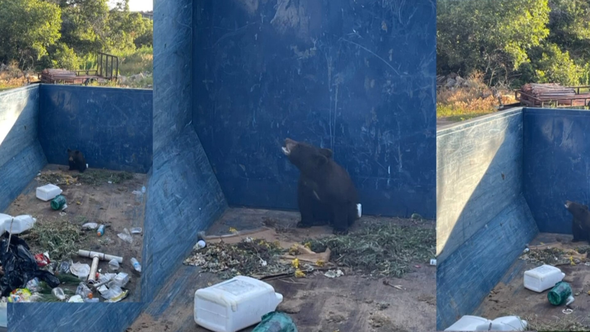 RAW: Douglas County deputies help rescue a bear cub from a trash bin ...