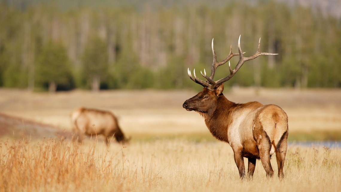 Elk, mule deer illegally poached in southwest Colorado mountains - Vimarsana News