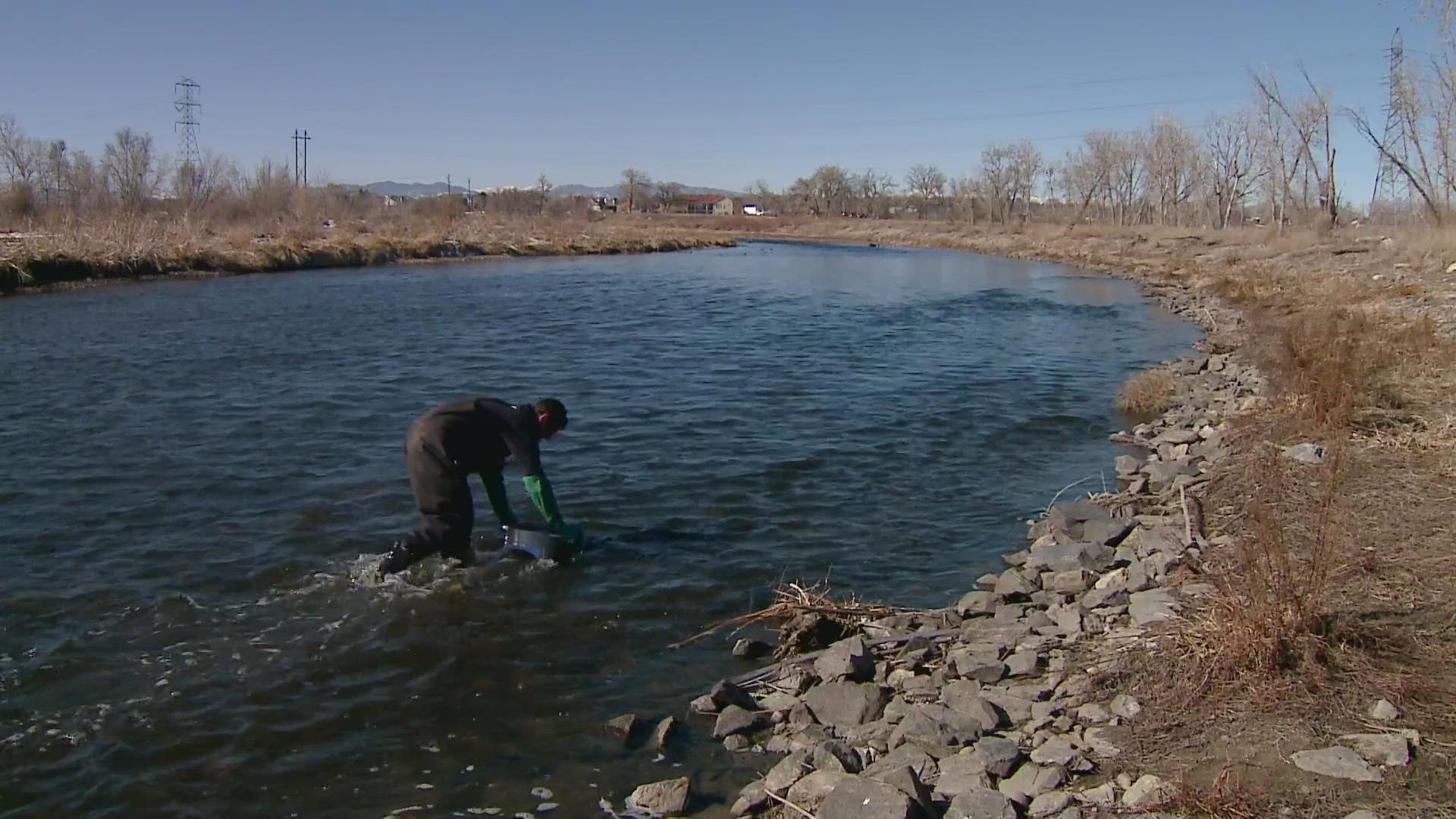 9NEWS reporter Courtney Yuen shows us what Metro Water Recovery did to help aquatic life in the river, thrive again.