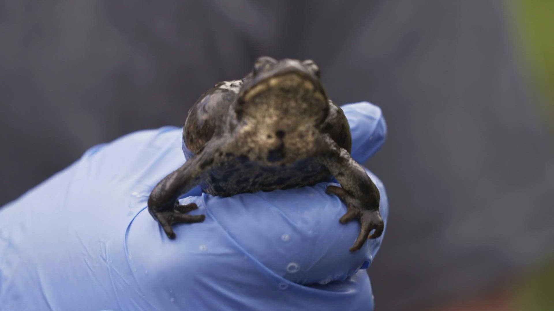 There might be only 800 adult boreal toads left in the state due to a deadly fungus, according to wildlife officials.