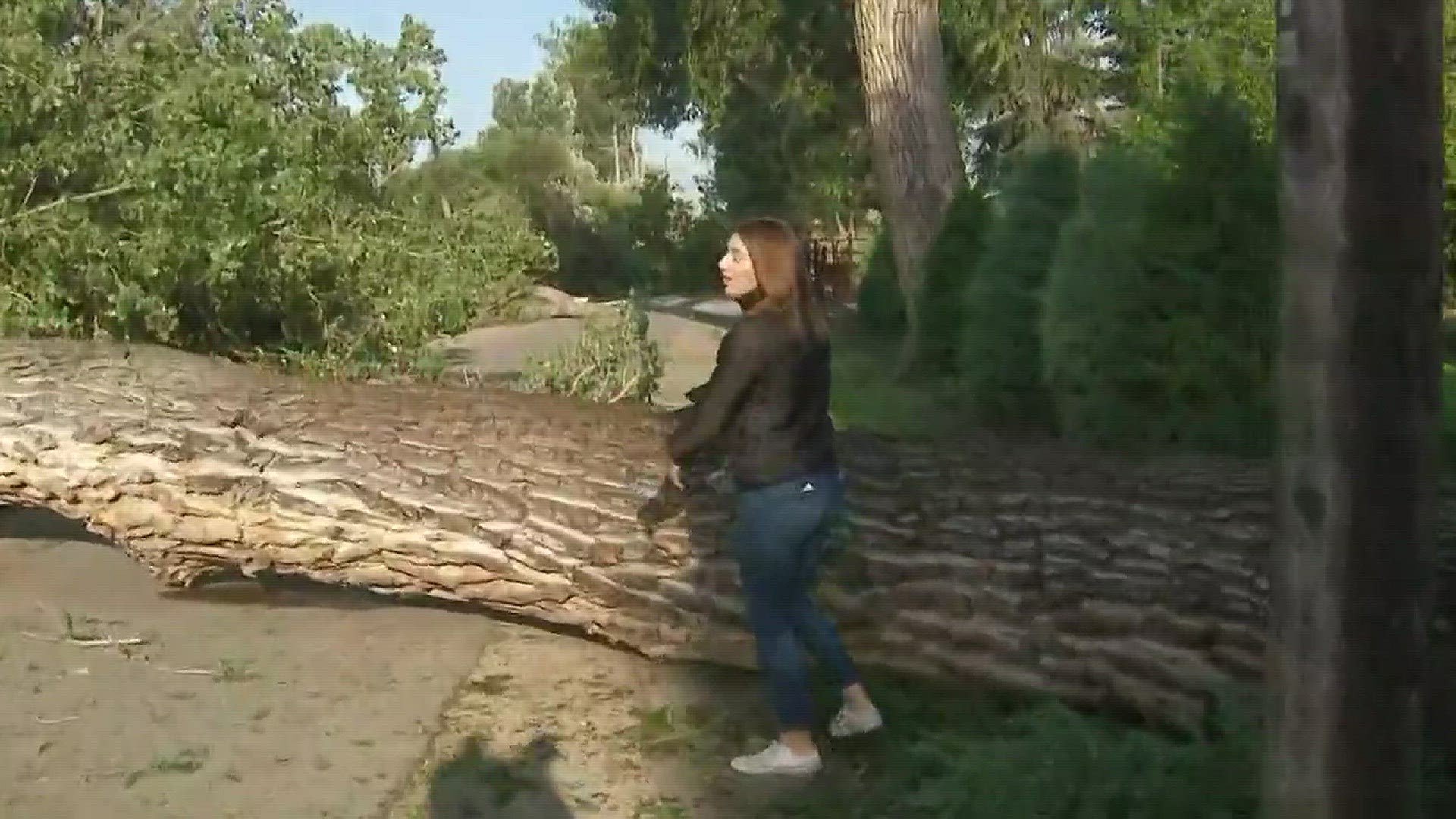 Sunday's possible tornado uprooted large trees in Brush