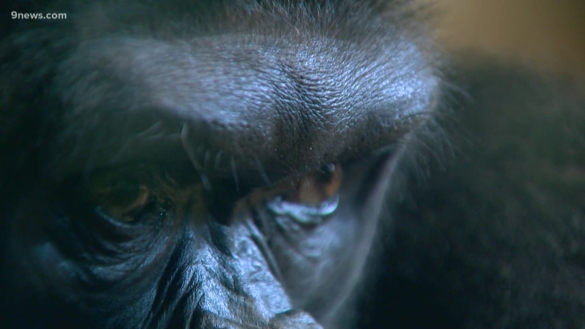 Three of the Denver Zoo's gorillas have been sent to Jacksonville to find love.