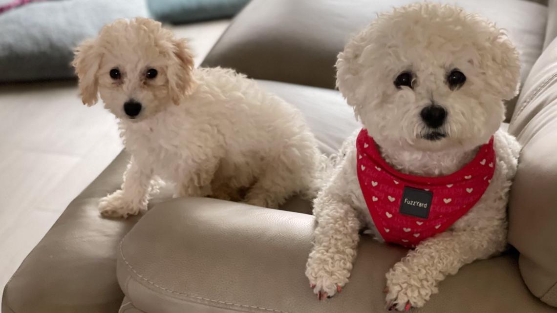 Here's how to share your perfect pup pics on National Puppy Day Flipboard