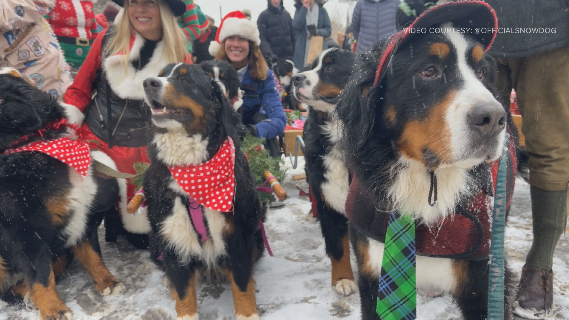 Over 300 Bernese Mountain Dogs took the streets of Breckenridge, Colorado this weekend for the annual Bernese Mountain Dog Parade.