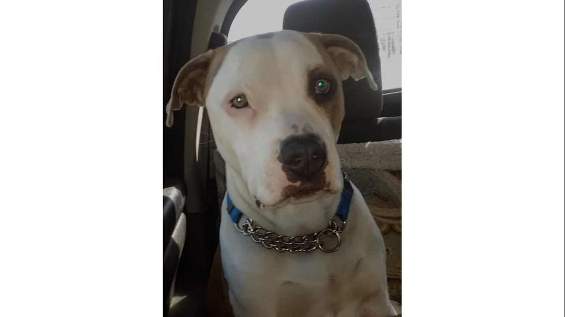 Lawsuit filed after puppy shot, killed by Loveland police - Vimarsana News