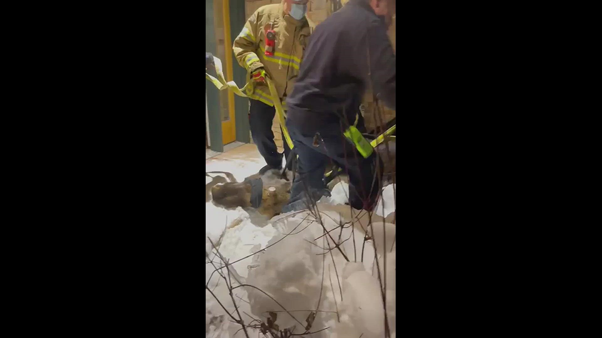 Noreen Galaba shared this video with 9NEWS after a moose was freed from her basement in Breckenridge.
