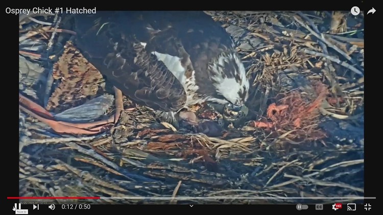 Chick hatches to osprey mother that protected her eggs through pounding hailstorm