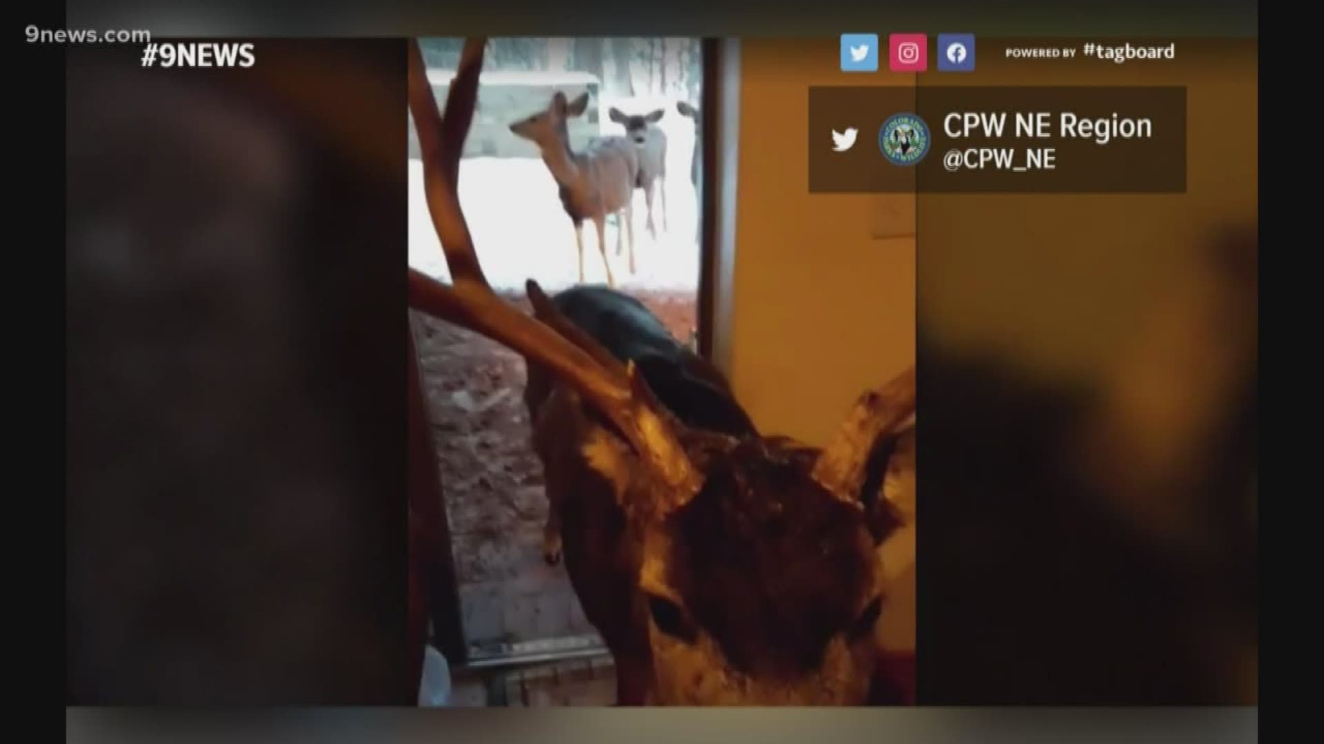 Video shows woman feeding deer inside her Evergreen home 