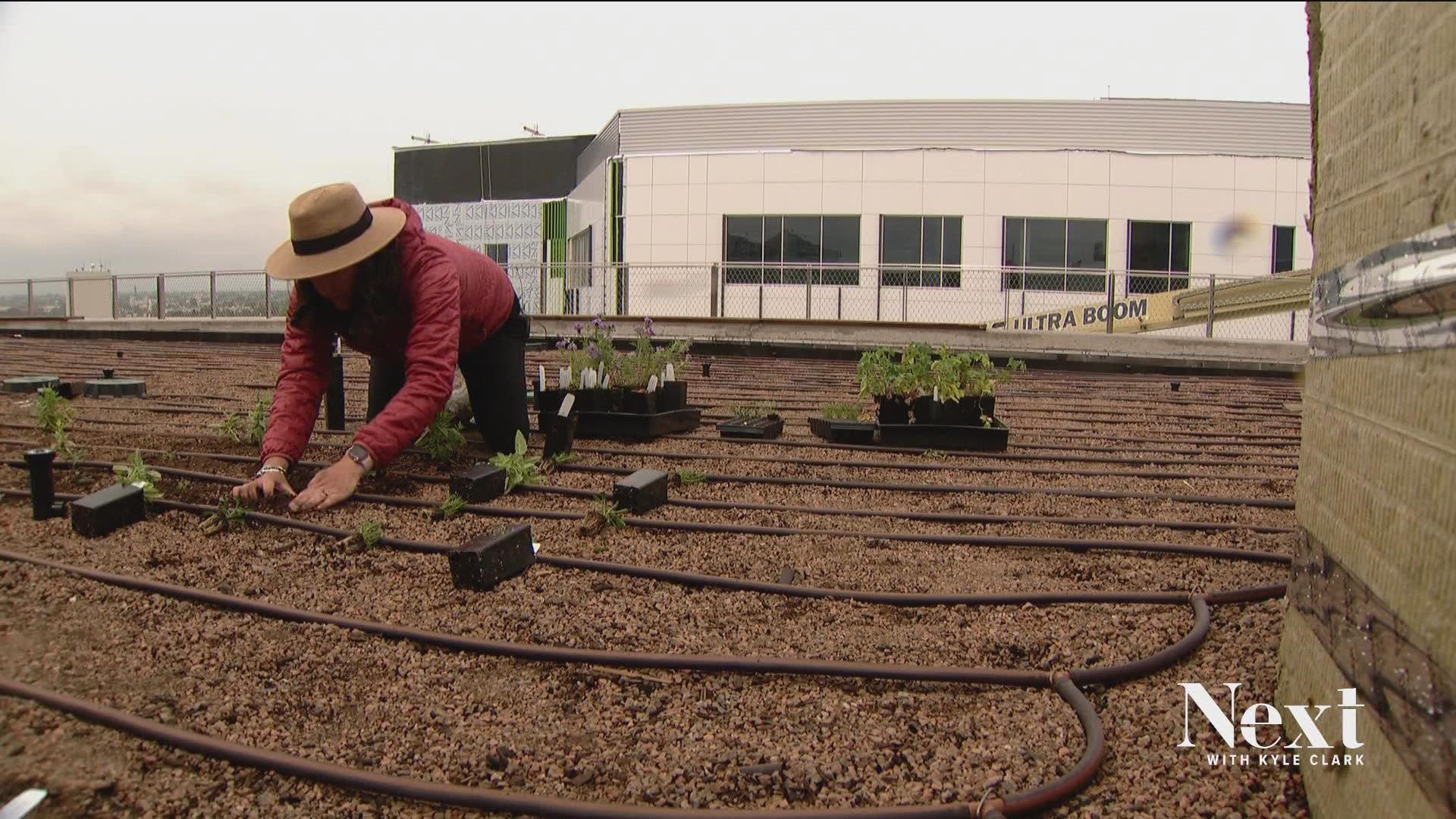 CSU's new campus at the National Western property will have green roofs and a living wall. They want to inspire other businesses, as well.