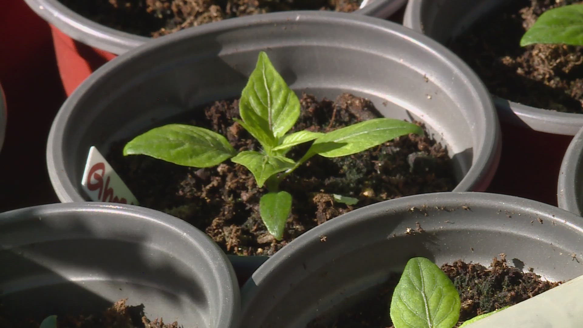 Although a widespread freeze in the Denver metro is unlikely, the safest move would be to wait for the weekend after Mother's Day to plant sensitive vegetables.