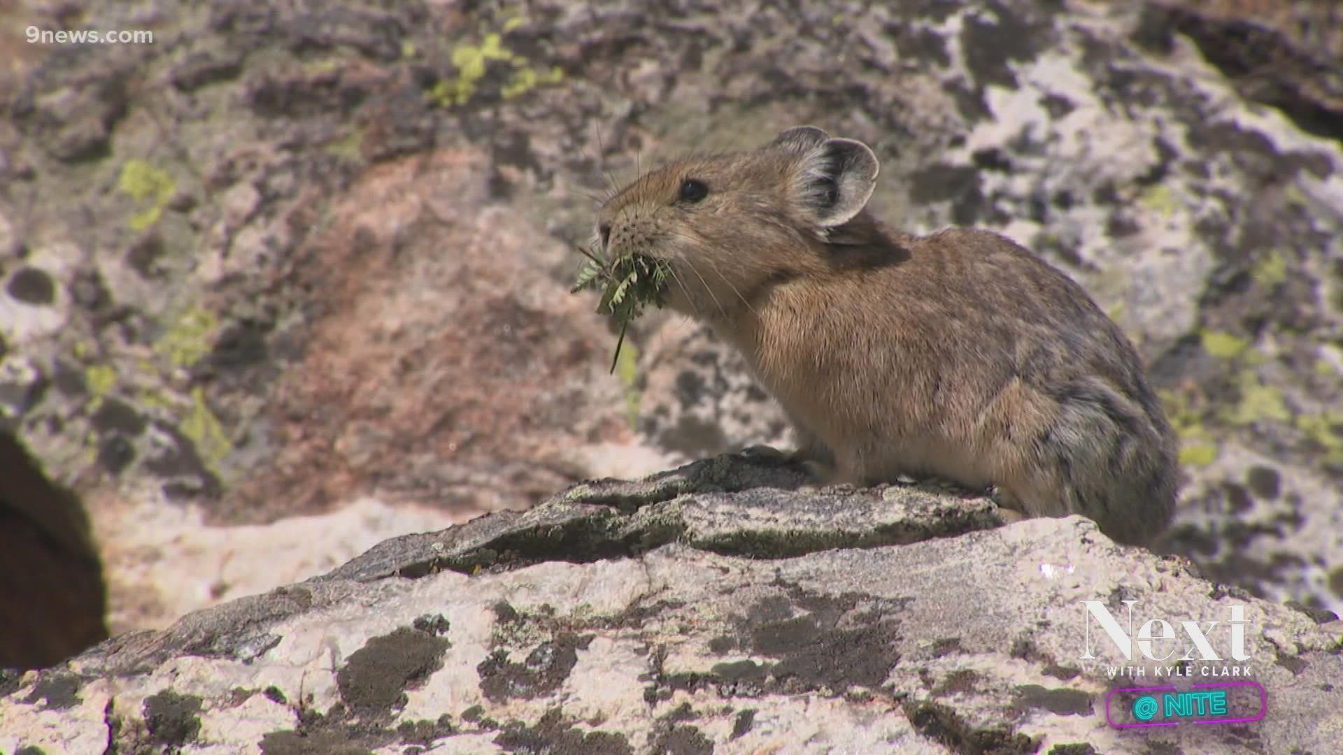 Volunteers are helping scientists monitor pika populations in Colorado. Some projections say the tiny mammals could disappear from the state by 2100 as temps rise.