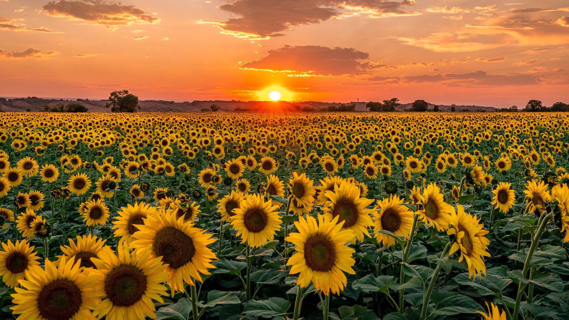 Incredible sunflower photos from across Denver and Colorado