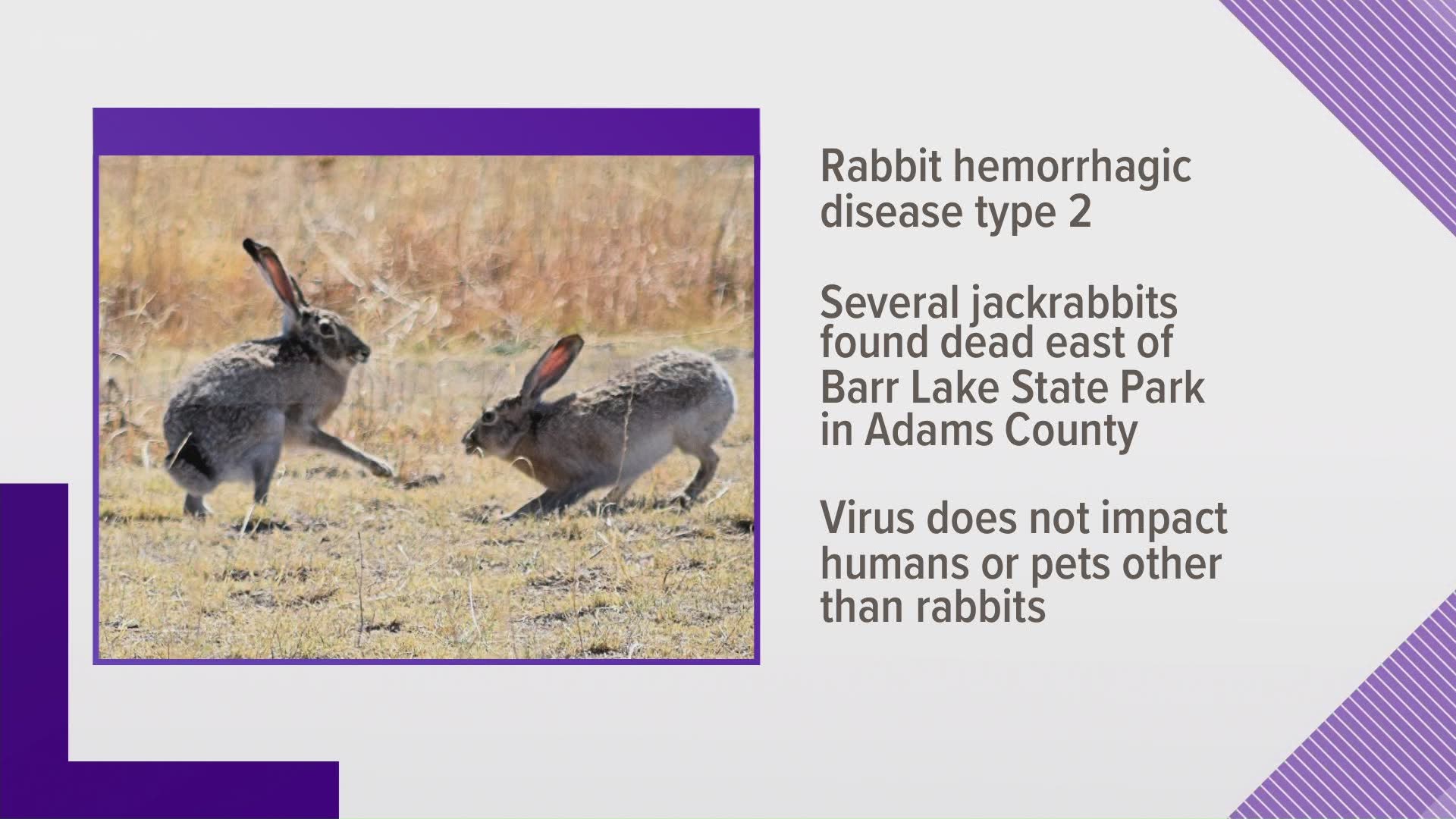 The virus does not infect humans or pets other than rabbits.