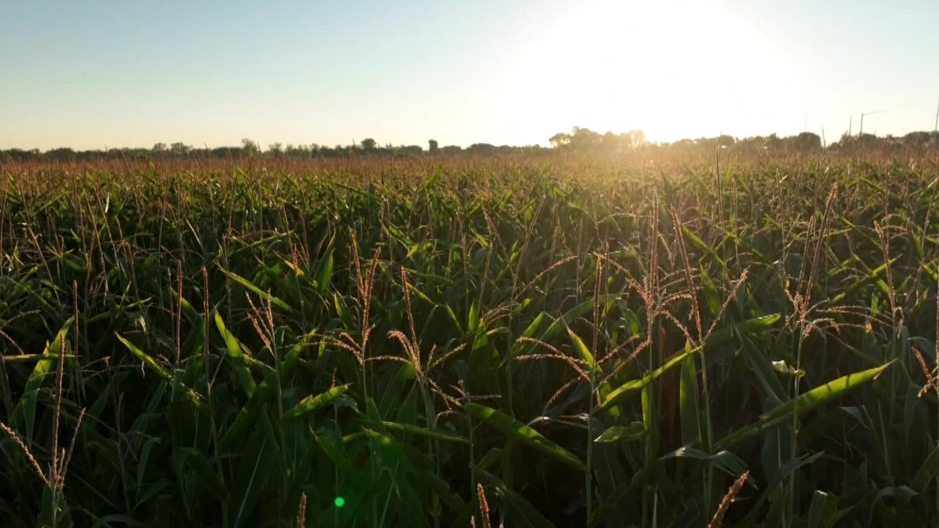 Behind the role of corn in Hispanic food and art of the present is a cultural history that dates back thousands of years.