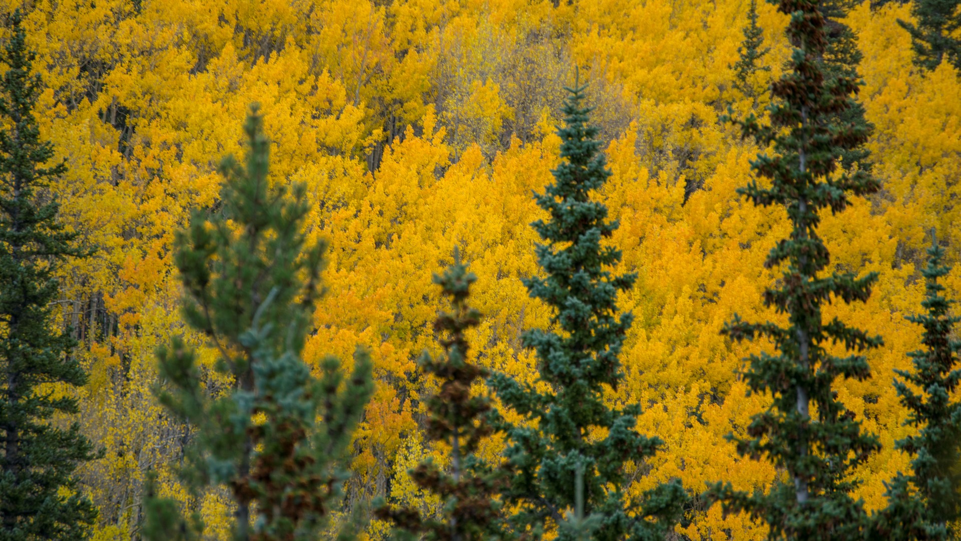 Where to see fall colors in Colorado this weekend | 9news.com