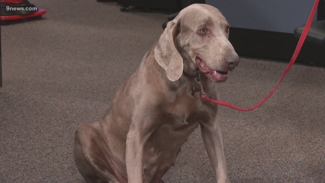 Gas Prices Denver >> Sandy the weimaraner needs a forever home | 9news.com Gas Prices Denver >> Sandy the weimaraner needs a forever home | 9news.com