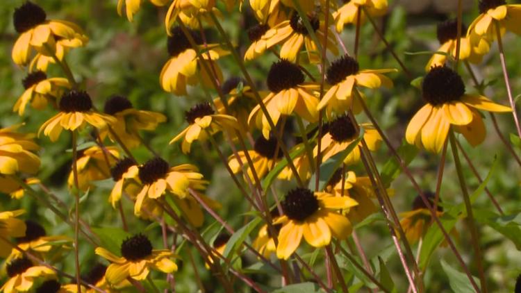 Here's why the bumblebee daisy is great late-summer flower
