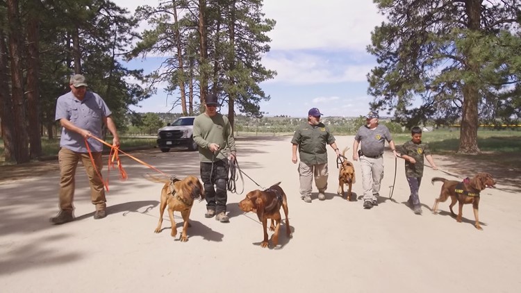 These bloodhounds are training to help find missing people across Colorado